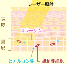 肌の内部イメージ画像